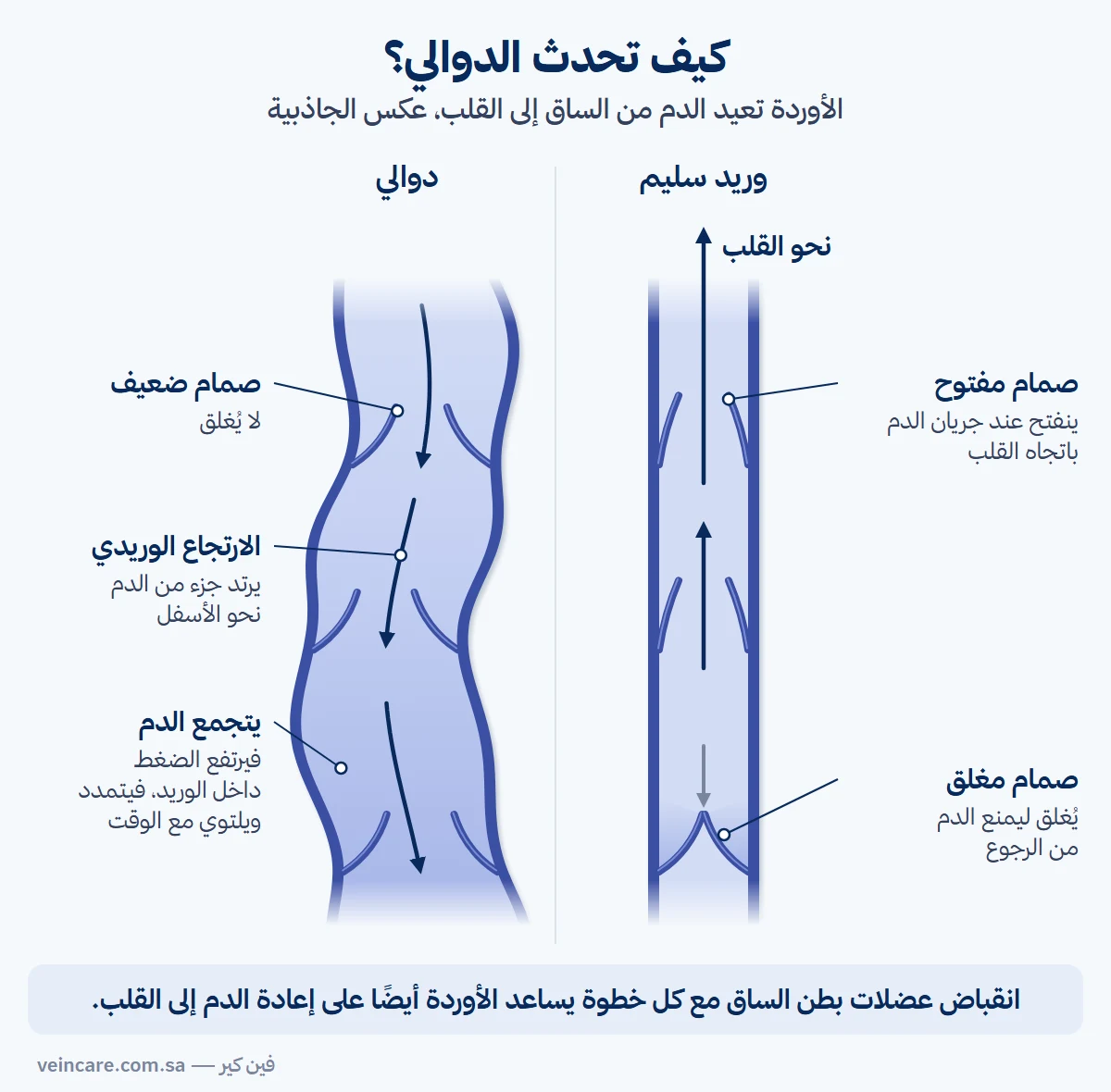 مقارنة بين وريد سليم ودوالي في مقطع طولي للوريد: في الوريد السليم صمامان مفتوحان يصعد عبرهما الدم نحو القلب، وصمام مغلق يمنع رجوع الدم؛ وفي الدوالي وريد أعرض وملتوٍ صماماته ضعيفة لا تُغلق، فيرتد الدم نحو الأسفل ويتجمع.